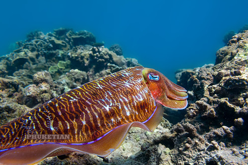 Underwater photo. Cuttlefish ©  Phuket@photographer.net