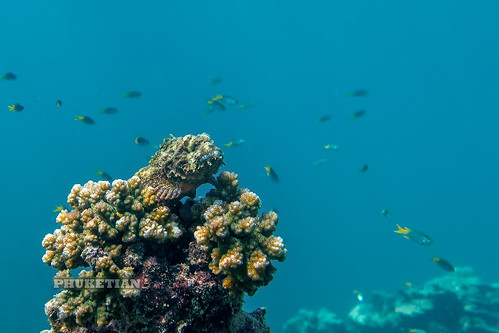 Underwater photo. Coral reef. Scorpaenidae (scorpionfish) ©  Phuket@photographer.net