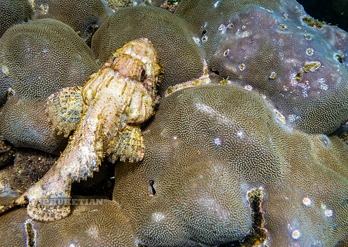 Underwater photo. Coral reef. Scorpaenidae (scorpionfish) ©  Phuket@photographer.net