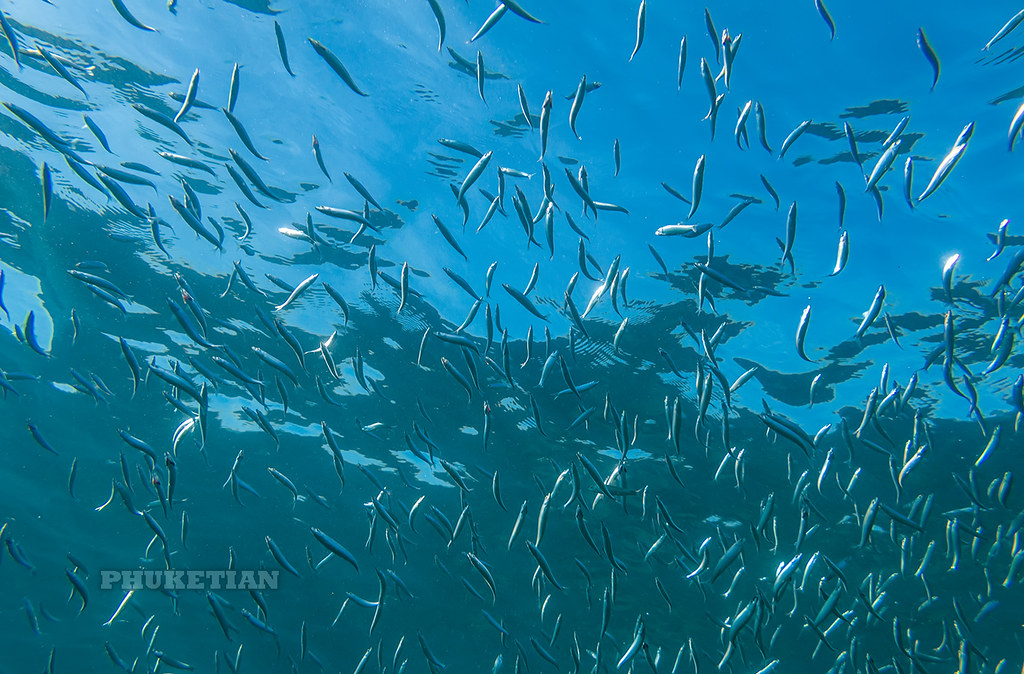 : Underwater photo. Phuket Thailand. Coral reef and schools of tropical fish