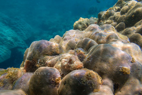Underwater photo. Phuket Thailand. Coral reef and schools of tropical fish ©  Phuket@photographer.net