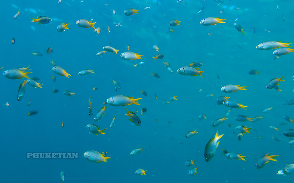 : Underwater photo. Phuket Thailand. Coral reef and schools of tropical fish