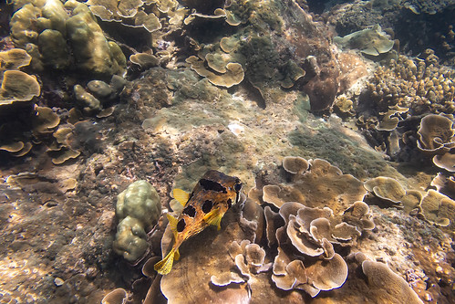 Underwater photo. Phuket Thailand. Coral reef and schools of tropical fish ©  Phuket@photographer.net