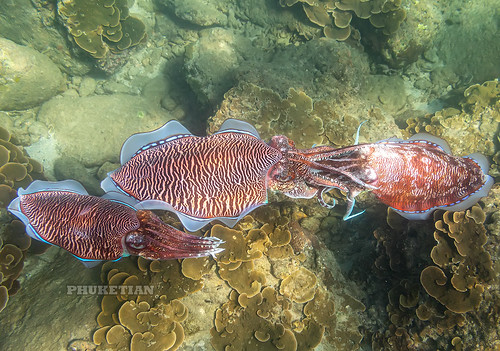 Sex for three at cuttlefishes. Phuket, Thailand IMG_0620bs ©  Phuket@photographer.net
