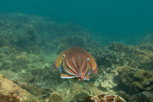 Cuttlefish. Underwater photo. Phuket, Thailand ©  Phuket@photographer.net