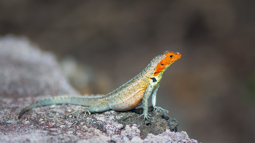 Lava Lizard ©  kuhnmi