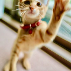 She can always catch me. #cat #猫 #ネコ #ねこ #子猫 #kitten #Katze #chat #gatto #gato #feles #кошка #KAT #gato #Kucing #К?т #??? #K?ttur #kedi #kissa #cattus #котка #M?o #Kot #??? #? #ko?ka #kass #муур #pisic? #ivvaDOTinfo