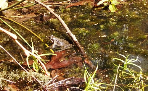 frog-pond ©  foam