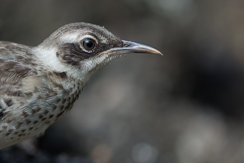 Galapagos Mockingbird ©  kuhnmi