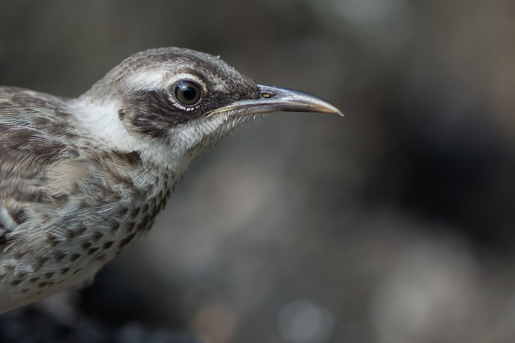 : Galapagos Mockingbird