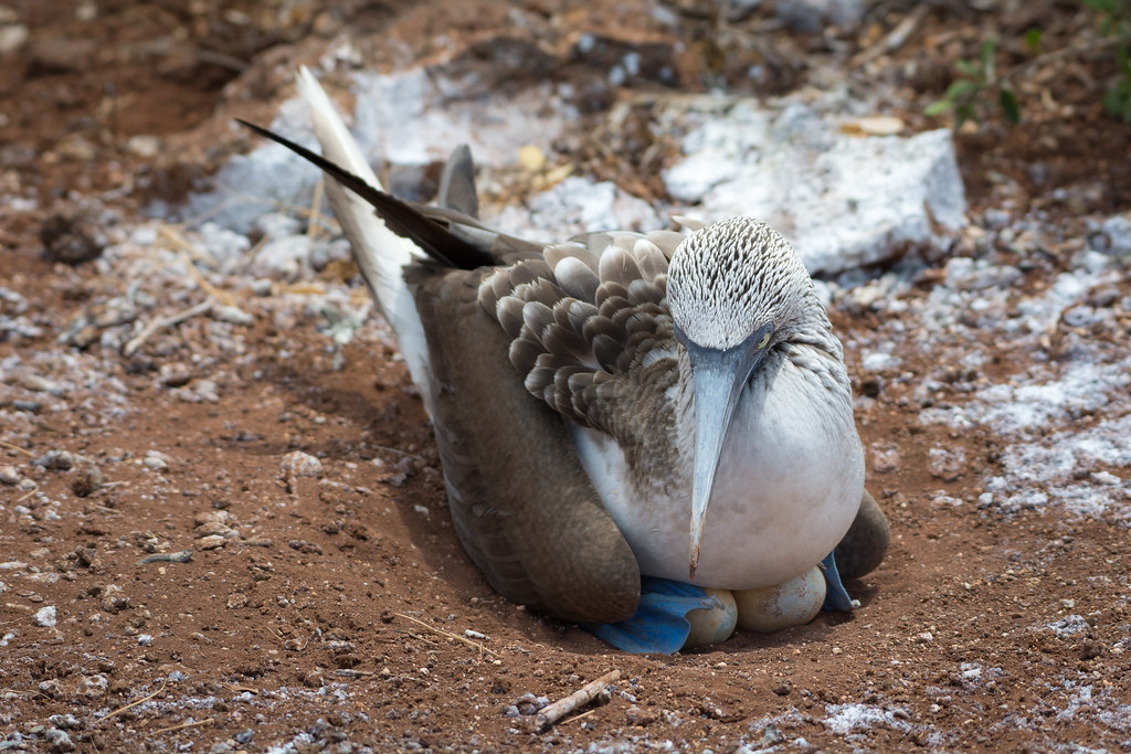 : Blue Footed Booby Breeding