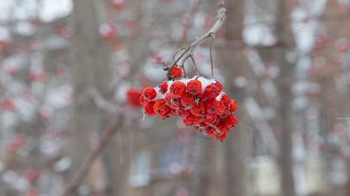 ashberry ©  Dmitry Karyshev