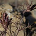 Heller birdbeaks, Cordylanthus kingii subsp. helleri