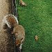 20010806-043M-01A - Eekhoorns in park in Londen
