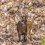 Muntjac Deer in the Forest Of Dean