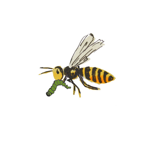 Wasp frame - flight with caterpillar ©  foam