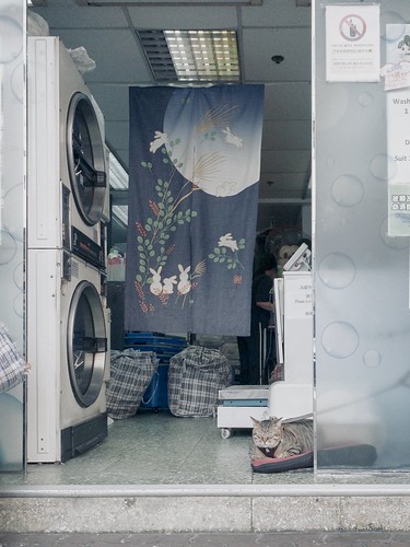 Content cat at a laundry in Sham Shui Po ©  Tony