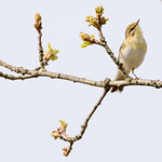 Willow warbler (I think)