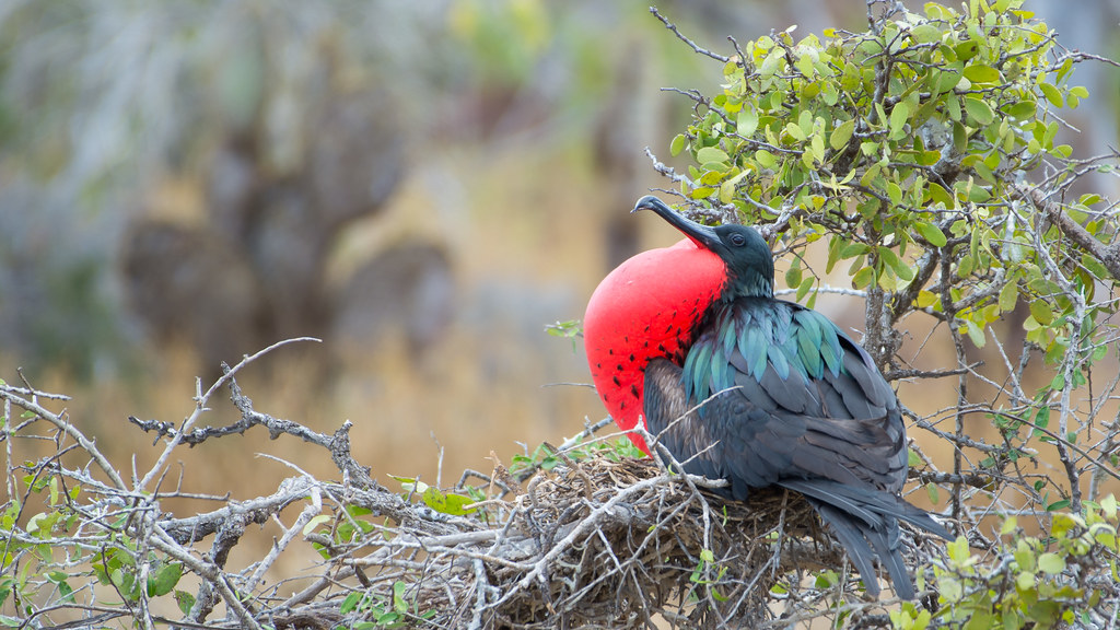 : Magnificient frigatebird trying to attract a female