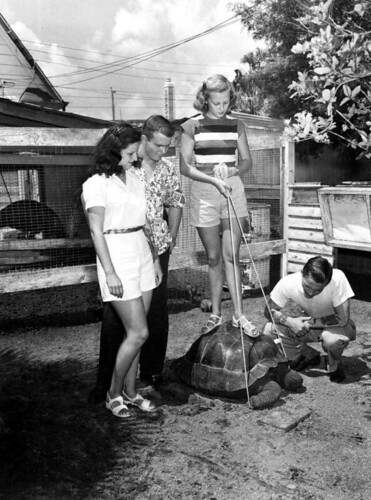 Two couples with giant turtle at the Florida Ostrich Farm ©  Florida Memory