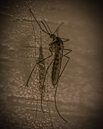 Mosquito ©  Raymond Zoller