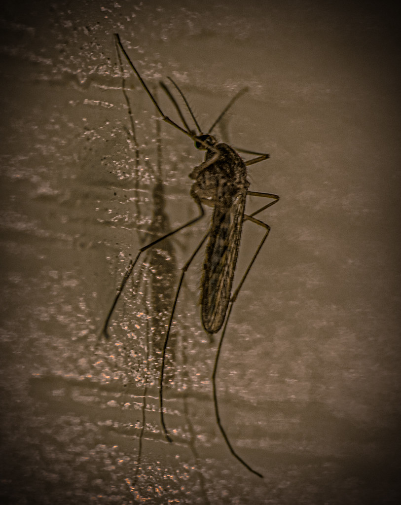 : Mosquito
