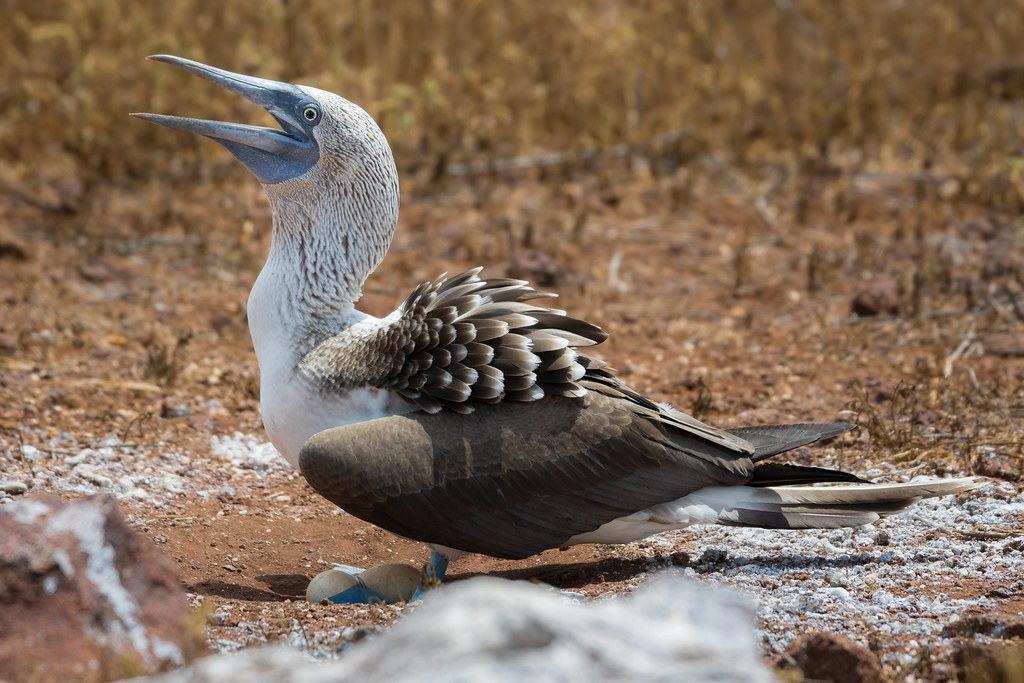 : Blue Footed Booby