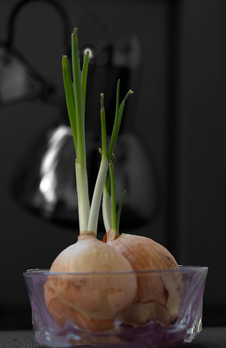 Onions ©  Raymond Zoller