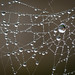 Misted web
