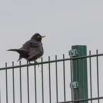 Blackbird on a fence