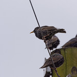 Starlings on a post
