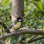 Great Tit in some woodland