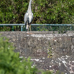 One of the local Herons