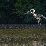 Heron with its breakfast catch