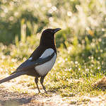 Magpie in the morning light