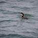Common Loon in the Chop