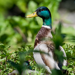 Mallard Duck on the riverbank