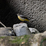Grey Wagtail by the river