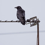 Raven on an aerial