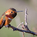 Allen's Hummingbird (m)
