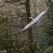 Grey Heron, full wingspan (Ardea cinerea)