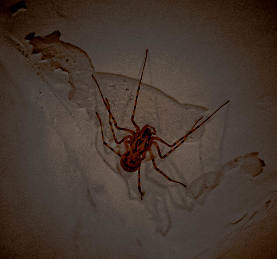 : Spider