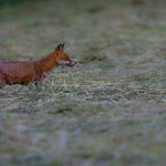 Fox in a freshly cut field
