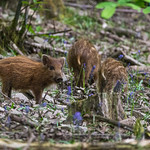 Young wild boar humbugs