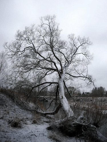 dead tree ©  Sergei F