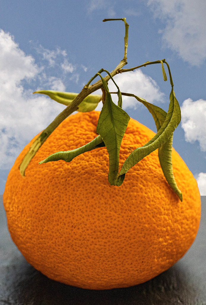 : Portrait of an orange