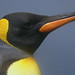 The King Of Penguins