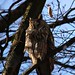 long eared owl series City outdoor