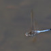 Blue skimmer Dragonfly
