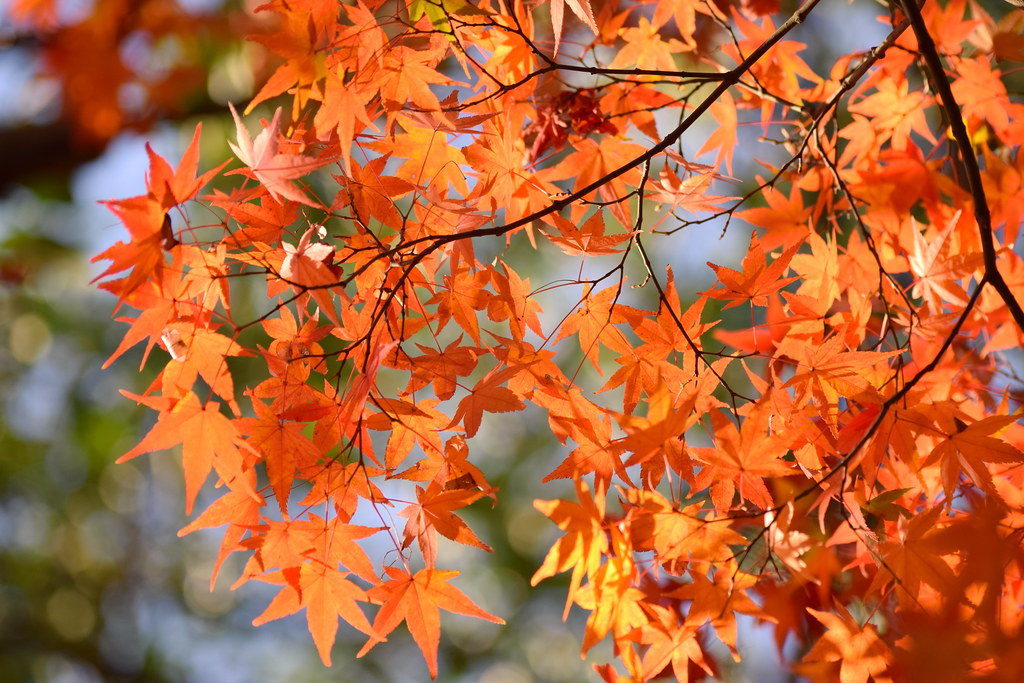 : Nagasaki's autumn